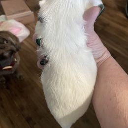 Shih Tzu Puppies from Twilight Shih Tzu