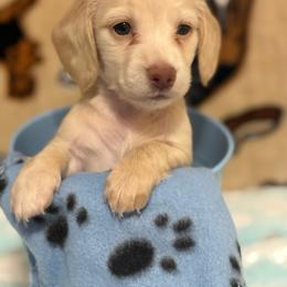 Jewel - Cream female Dachshund puppy in Tacoma, Washington from Tiny Dancer Dachshunds