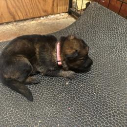 Girl 2 - Sable female German Shepherd puppy in Dunn, North Carolina from Von Fousthaus GSDogs