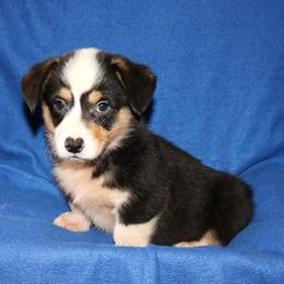 BB Male 2 - Black and tan male Pembroke Welsh Corgi puppy in Texas from Wild West Corgis of Texas