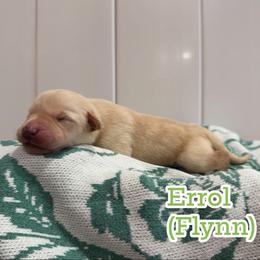 Errol - Yellow male Labrador Retriever puppy in Lucasville, Ohio from Backwoods Labradors