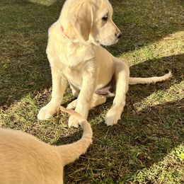Golden Retriever Puppies from Journeyman Goldens