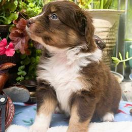 Lariat - Red tri-color female Australian Shepherd puppy in Boise, Idaho from Black Canyon Corral Aussies