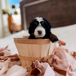 Anchor - Tri-color male Bernedoodle puppy in Cold Spring, Minnesota from A.N.A. Doodles