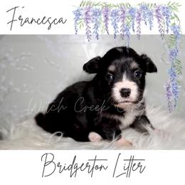 Francesca- Fluffy - Black and white female American Corgi puppy in Greenwood, Indiana from Witch Creek Corgis