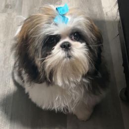 Ringo - Shih Tzu