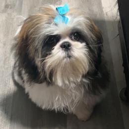 Ringo - Shih Tzu