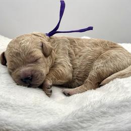 Cindy Brady - Apricot female Goldendoodle puppy in O'fallon, Missouri from Rockin R Doodles