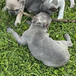 French Bulldog Puppies from Tuscaloosa Frenchies