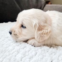 Golden Retriever Puppies from Southern Golden Retrievers