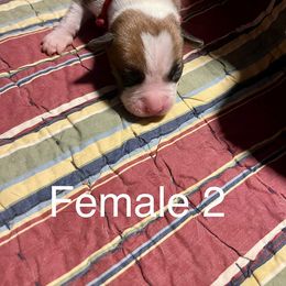 Boxer Puppies from Abney’s Boxers of Bowling Green