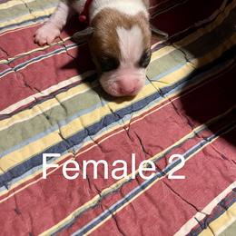 Boxer Puppies from Abney’s Boxers of Bowling Green
