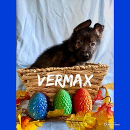 Vermax - Sable male German Shepherd puppy in Lewisburg, Kentucky from RED’s German Shepherds