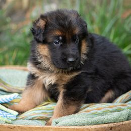 Kato (turquoise collar) - Black and red male German Shepherd puppy in Ballston Spa, New York from Von Fahringer Shepherds