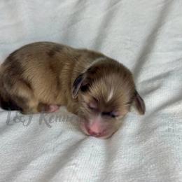 Boy 2 - Dapple male Dachshund puppy in Mc Donough, Georgia from L & J Kennel