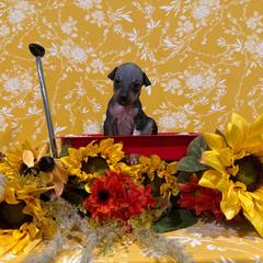 Spikey - Black and tan male American Hairless Terrier puppy in Westland, Michigan from Lazuli Great Danes & Bare Necessities American Hairless Terriers