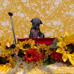 Spikey - Black and tan male American Hairless Terrier puppy in Westland, Michigan from Lazuli Great Danes & Bare Necessities American Hairless Terriers