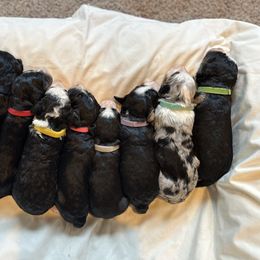 Bernedoodle puppies from Jetta's Pups