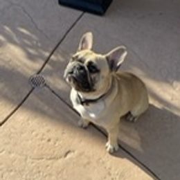 Kobe - French Bulldog