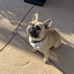 Kobe - French Bulldog