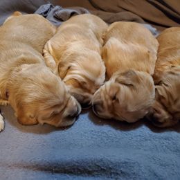 Golden Retriever Puppies from Arkansas River Golden Retrievers