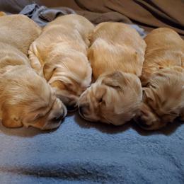 Golden Retriever Puppies from Arkansas River Golden Retrievers