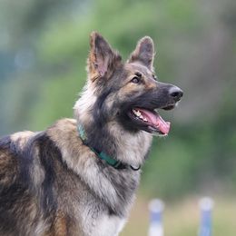 Henrietta - Shiloh Shepherd