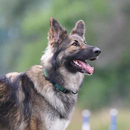 Henrietta - Shiloh Shepherd