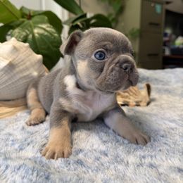 French Bulldog Puppies from French Bulldog Loco