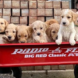 Goldendoodles from Courtney Wall