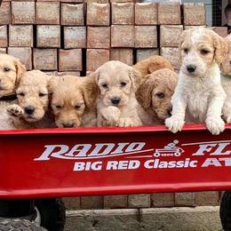 Goldendoodles from Courtney Wall
