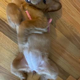 Golden Retriever Puppies from River City Goldens