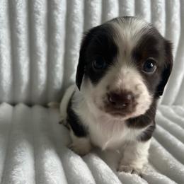 Pecan - Piebald female Dachshund puppy in Ocala, Florida from Weenie Boops