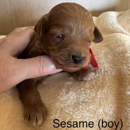 Sesame - Red  male Goldendoodle puppy in Danville, Virginia from Stella’s Stunning Goldendoodles of VA