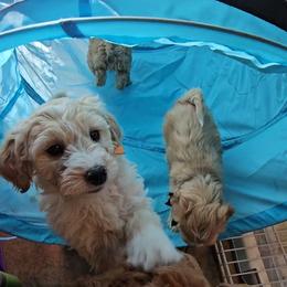 Mowhawk - Cream male Goldendoodle puppy in Flat Rock, North Carolina from Sukisdoodles