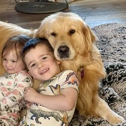 Golden Retrievers from Bliss Retrievers