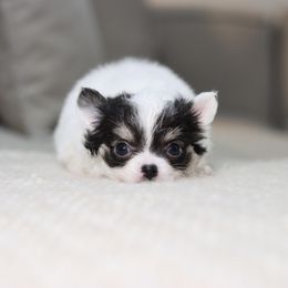 Audrey - Black and white female Chihuahua puppy in Tulsa, Oklahoma from H-3 Chihuahuas