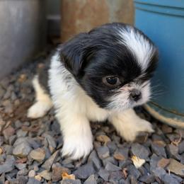 Sapphire - Black and white female Shih Tzu puppy in Ashwood, Oregon from Kelly Hendrix's Cavalier King Charles Spaniels & Toy Australian Shepherds
