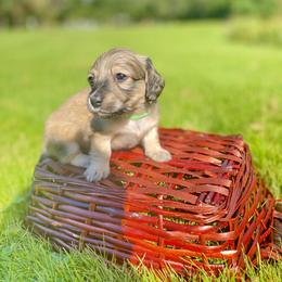 Dachshund Puppies from Northwest Dachshunds