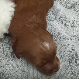 Pick of the litter Red Male - Red  male Goldendoodle puppy in Clarksville, Tennessee from Tennessee Goldendoodles, since 2014