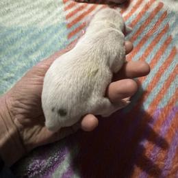 Chihuahua and Pembroke Welsh Corgi Puppies from Stephanie’s Corgi Colony