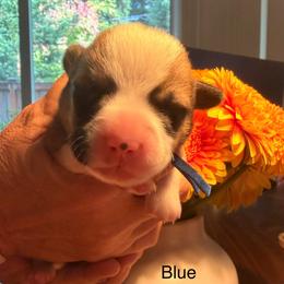 Simon - Blue Boy - Red male Pembroke Welsh Corgi puppy in Woodinville, Washington from Heatherland Corgis
