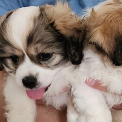Shichons from McDaniel Farm