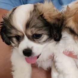 Shichons from McDaniel Farm