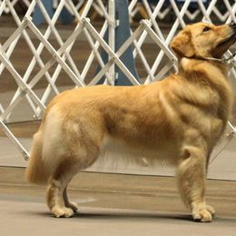 Golden Retriever All Grown Up from Suthern Gold Golden Retrievers