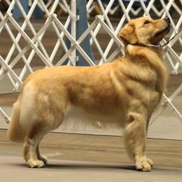 Golden Retriever All Grown Up from Suthern Gold Golden Retrievers