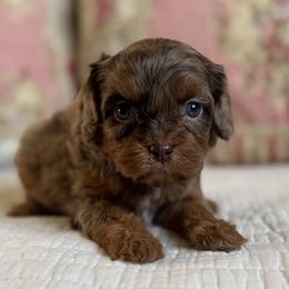 Locket purple collar - Chocolate female Cavapoo puppy in Beckley, West Virginia from By Design Doodles
