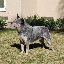 Levi - Australian Cattle Dog