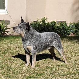 Levi - Australian Cattle Dog