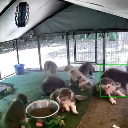 Australian Shepherd Puppies from Kickin K Aussies - NC